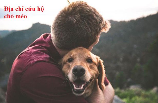 Cứu hộ chó mèo toàn quốc